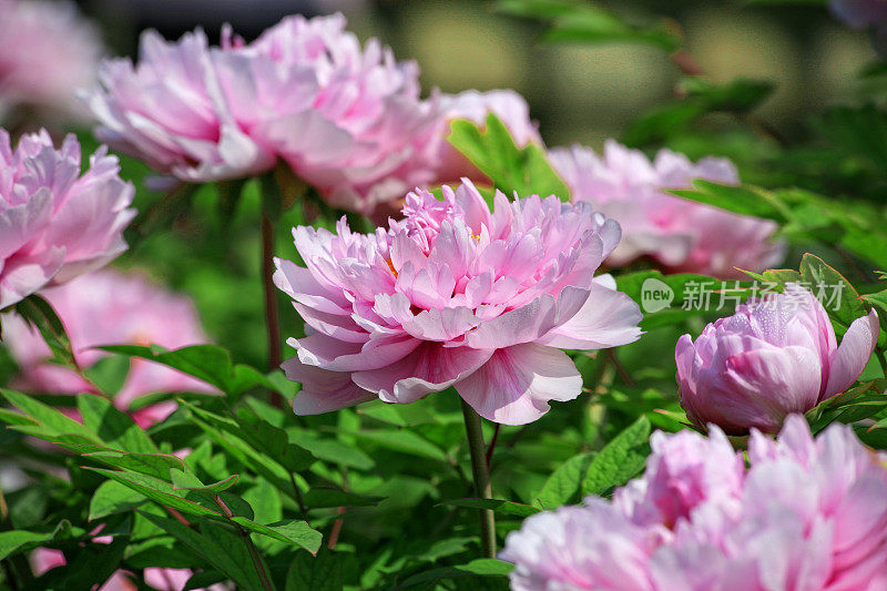 牡丹花盛开(Paeonia suffruticosa)